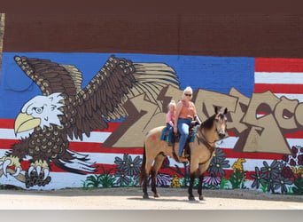American Quarter Horse, Wallach, 6 Jahre, 163 cm, Buckskin
