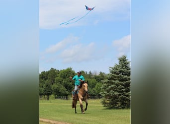 American Quarter Horse, Wallach, 6 Jahre, 163 cm, Buckskin