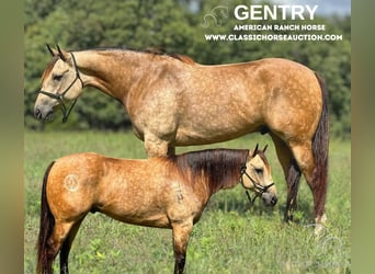 American Quarter Horse, Wallach, 6 Jahre, 163 cm, Buckskin