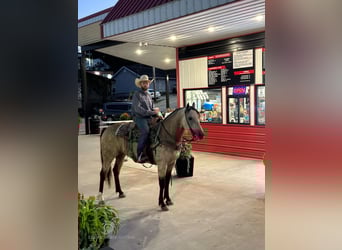 American Quarter Horse, Wallach, 6 Jahre, 163 cm, Buckskin