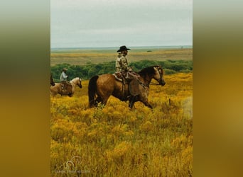 American Quarter Horse, Wallach, 6 Jahre, 163 cm, Buckskin