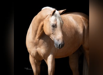 American Quarter Horse, Wallach, 6 Jahre, 163 cm, Palomino
