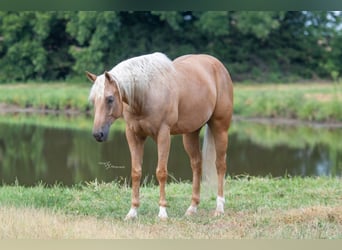American Quarter Horse, Wallach, 6 Jahre, 163 cm, Palomino