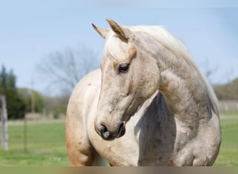 American Quarter Horse, Wallach, 6 Jahre, 163 cm, Palomino