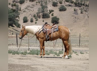 American Quarter Horse, Wallach, 6 Jahre, 163 cm, Palomino