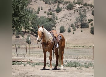 American Quarter Horse, Wallach, 6 Jahre, 163 cm, Palomino