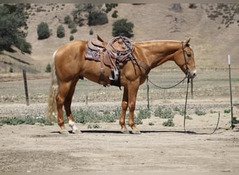 American Quarter Horse, Wallach, 6 Jahre, 163 cm, Palomino