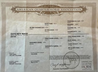 American Quarter Horse, Wallach, 6 Jahre, 163 cm, Palomino