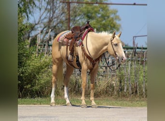American Quarter Horse, Wallach, 6 Jahre, 163 cm, Palomino