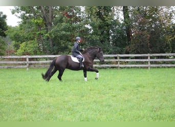 American Quarter Horse, Wallach, 6 Jahre, 163 cm, Rappe