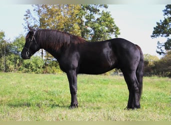 American Quarter Horse, Wallach, 6 Jahre, 163 cm, Rappe