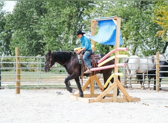 American Quarter Horse, Wallach, 6 Jahre, 163 cm, Rappe
