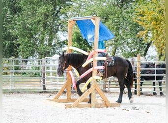 American Quarter Horse, Wallach, 6 Jahre, 163 cm, Rappe
