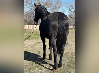 American Quarter Horse, Wallach, 6 Jahre, 163 cm, Rappe