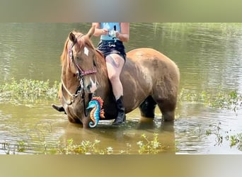 American Quarter Horse, Wallach, 6 Jahre, 163 cm, Red Dun