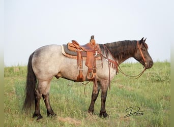 American Quarter Horse Mix, Wallach, 6 Jahre, 163 cm, Roan-Blue