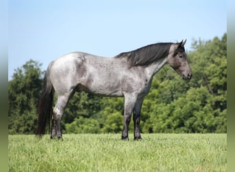 American Quarter Horse, Wallach, 6 Jahre, 163 cm, Roan-Blue
