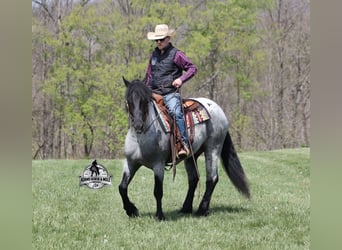 American Quarter Horse, Wallach, 6 Jahre, 163 cm, Roan-Blue