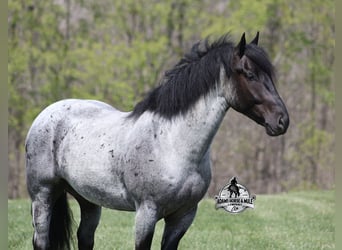 American Quarter Horse, Wallach, 6 Jahre, 163 cm, Roan-Blue
