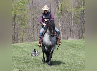 American Quarter Horse, Wallach, 6 Jahre, 163 cm, Roan-Blue