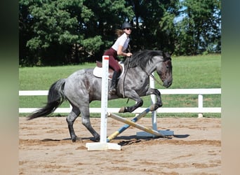 American Quarter Horse, Wallach, 6 Jahre, 163 cm, Roan-Blue