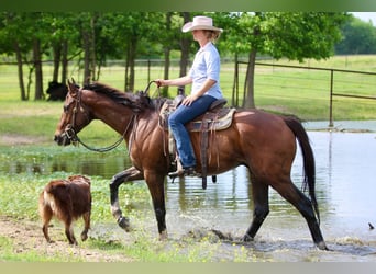 American Quarter Horse Mix, Wallach, 6 Jahre, 163 cm, Rotbrauner