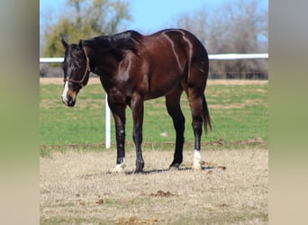 American Quarter Horse, Wallach, 6 Jahre, 163 cm, Rotbrauner
