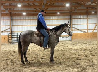 American Quarter Horse, Wallach, 6 Jahre, 163 cm, Schimmel