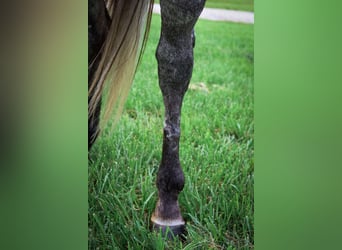 American Quarter Horse, Wallach, 6 Jahre, 163 cm, Schimmel