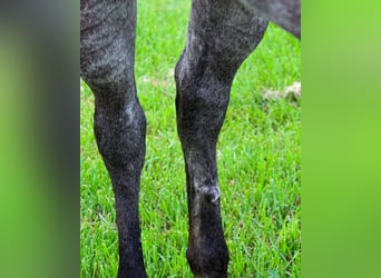 American Quarter Horse, Wallach, 6 Jahre, 163 cm, Schimmel