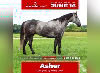 American Quarter Horse, Wallach, 6 Jahre, 163 cm, Schimmel
