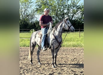 American Quarter Horse, Wallach, 6 Jahre, 163 cm, Schimmel