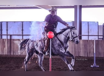 American Quarter Horse, Wallach, 6 Jahre, 163 cm, Schimmel