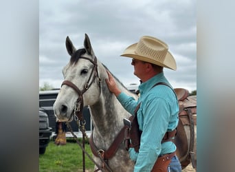 American Quarter Horse, Wallach, 6 Jahre, 163 cm, Schimmel