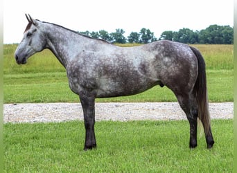 American Quarter Horse, Wallach, 6 Jahre, 163 cm, Schimmel