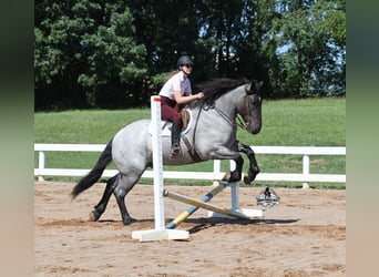 American Quarter Horse, Wallach, 6 Jahre, 163 cm