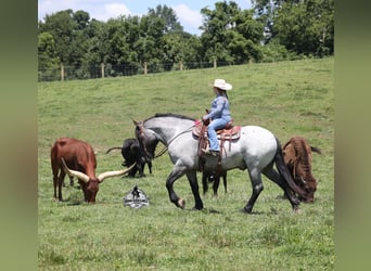 American Quarter Horse, Wallach, 6 Jahre, 163 cm