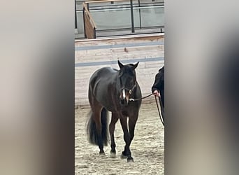 American Quarter Horse, Wallach, 6 Jahre, 165 cm, Brauner