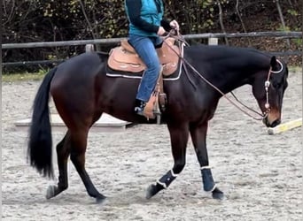 American Quarter Horse, Wallach, 6 Jahre, 165 cm, Brauner
