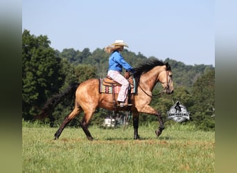 American Quarter Horse, Wallach, 6 Jahre, 165 cm, Buckskin