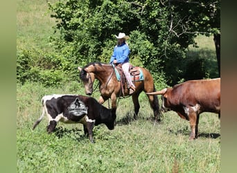American Quarter Horse, Wallach, 6 Jahre, 165 cm, Buckskin