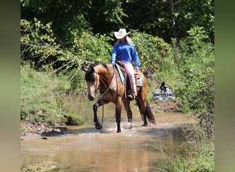 American Quarter Horse, Wallach, 6 Jahre, 165 cm, Buckskin