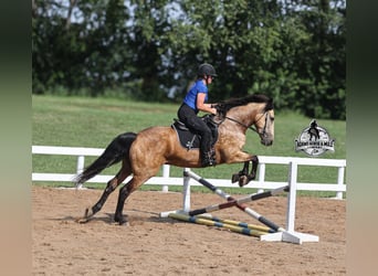 American Quarter Horse, Wallach, 6 Jahre, 165 cm, Buckskin