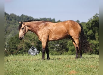 American Quarter Horse, Wallach, 6 Jahre, 165 cm, Buckskin