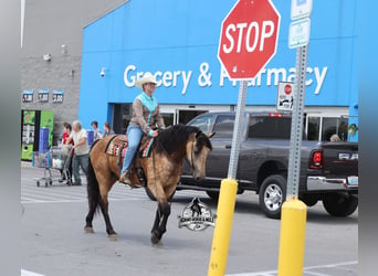 American Quarter Horse, Wallach, 6 Jahre, 165 cm, Buckskin