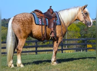 American Quarter Horse Mix, Wallach, 6 Jahre, 165 cm, Palomino