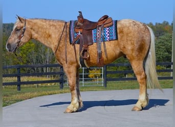 American Quarter Horse Mix, Wallach, 6 Jahre, 165 cm, Palomino
