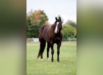 American Quarter Horse, Wallach, 6 Jahre, 165 cm, Rappe