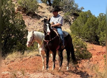 American Quarter Horse, Wallach, 6 Jahre, 165 cm, Rappe