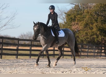 American Quarter Horse, Wallach, 6 Jahre, 165 cm, Roan-Blue